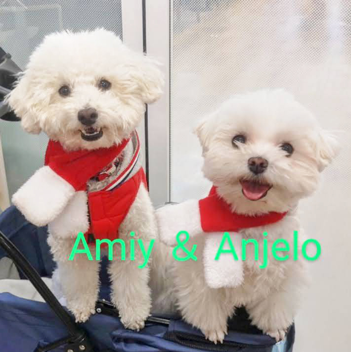 アミー＆アンジェロ